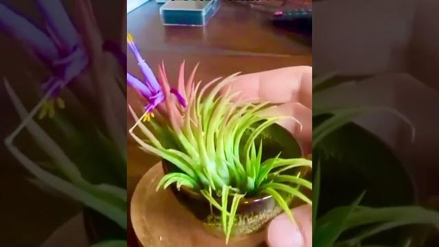 初見空氣鳳梨(air plants)開花,色彩艷麗、花形特別 #空氣鳳梨開花 #空氣草開花 #空氣鳳梨怎麼養 #空气凤梨 #空气凤梨怎么养 #空气草 #tillandsia #air plants 初見空氣鳳梨(air plants)開花,色彩艷麗、花形特別 #空氣鳳梨開花 #空氣草開花 #空氣鳳梨怎麼養 #空气凤梨 #空气凤梨怎么养 #空气草 #tillandsia #air plants