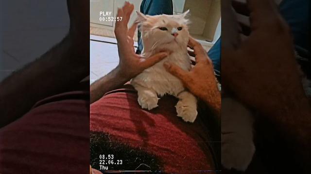 Cute cat #shorts #shortsvideo #shortsfeed #trendingshorts #cat #funny #cats #catvideos #catlover Cute cat #shorts #shortsvideo #shortsfeed #trendingshorts #cat #funny #cats #catvideos #catlover