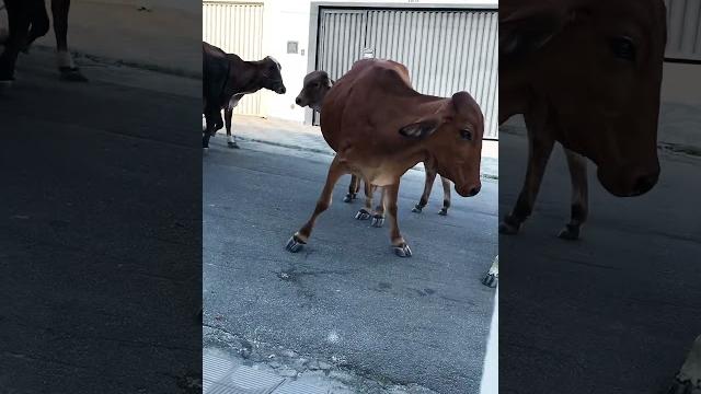 Vacas soltas na rua #vaca #bairros #gado #vacas #shorts Vacas soltas na rua #vaca #bairros #gado #vacas #shorts