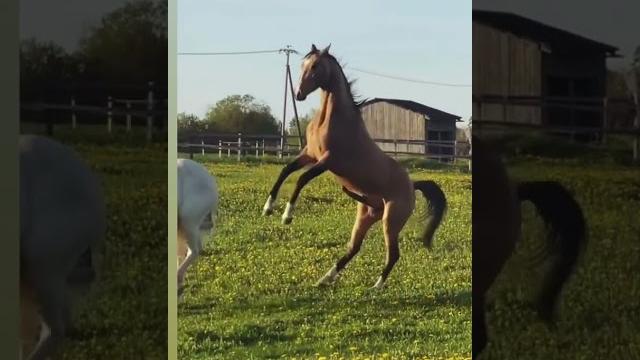 Mating season horse mating Mating season horse mating