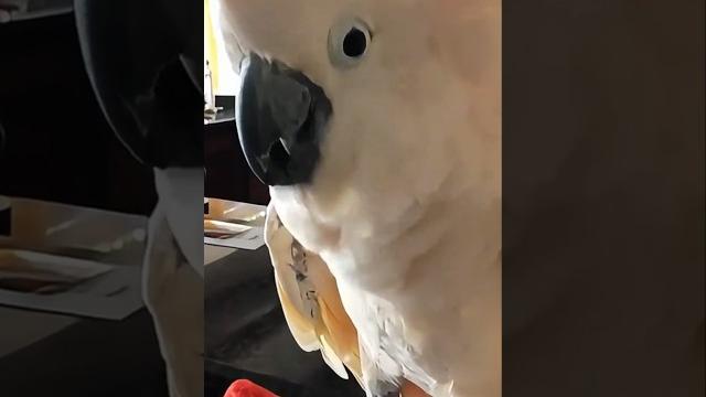 Prepare for cockatoo cuteness! | parrot compilation Prepare for cockatoo cuteness! | parrot compilation