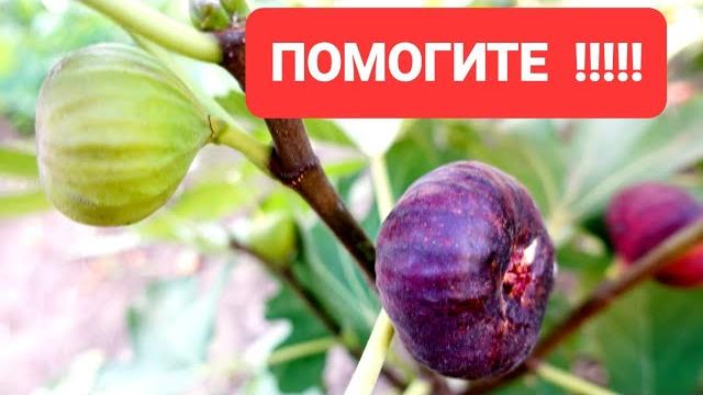 Одесса️ маракуя северная ,хурма жемчужина сванети,инжир,рябина гранатная,райские яблочки Одесса️ маракуя северная ,хурма жемчужина сванети,инжир,рябина гранатная,райские яблочки