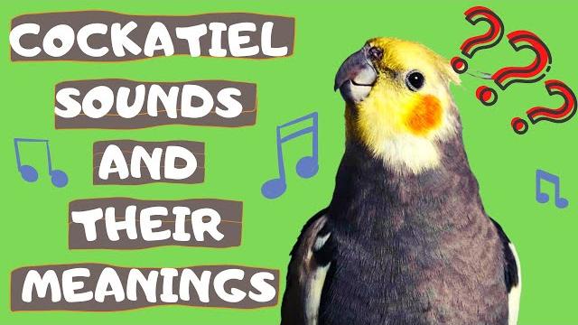Cockatiel sounds explained Cockatiel sounds explained