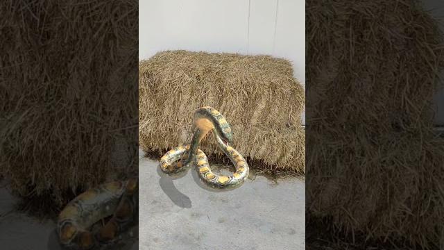 Ar anaconda 巨蛇 Ar anaconda 巨蛇