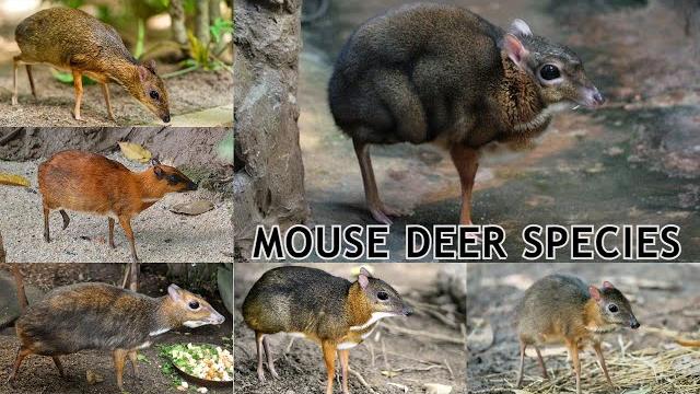 All mouse deer species / chevrotain All mouse deer species / chevrotain
