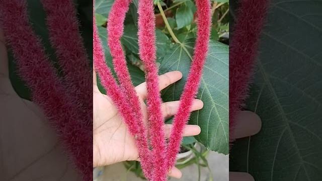 Acalypha plant #gardening #houseplants #plantlife #plantshorts #growingplants #gardeningshorts Acalypha plant #gardening #houseplants #plantlife #plantshorts #growingplants #gardeningshorts