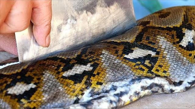 Indonesian food - giant python snake curry manado indonesia Indonesian food - giant python snake curry manado indonesia