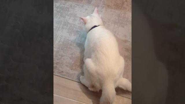 Kedi çiftleşmesi Kedi çiftleşmesi