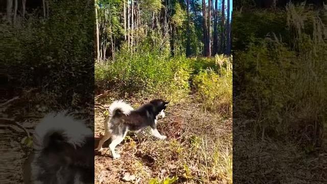 Siberian husky mailo and mouse Siberian husky mailo and mouse