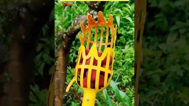 A special tool that makes picking fruit from high branches easy #farming #harvest #fruit A special tool that makes picking fruit from high branches easy #farming #harvest #fruit