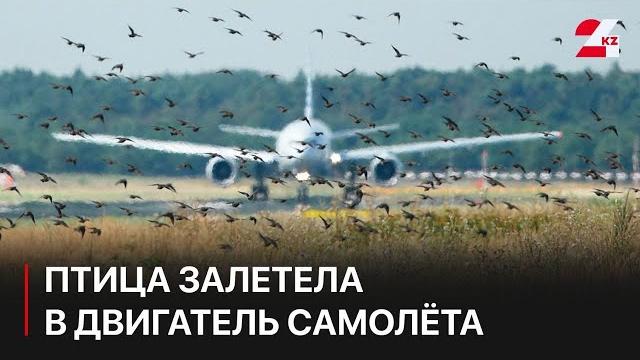 Птица залетела в двигатель самолёта в южной корее Птица залетела в двигатель самолёта в южной корее