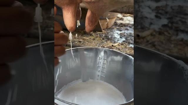 Woww ternyata begini cara peras susu sapi tercepat Woww ternyata begini cara peras susu sapi tercepat