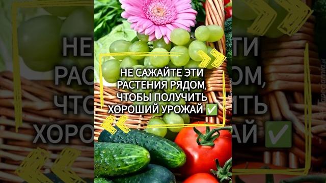 Какие растения нельзя сажать рядом? Какие растения нельзя сажать рядом?