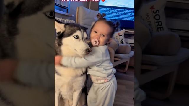 ️ a hug full of love #k9 #puppy #dogtraining #belgianmalinois #germanshepherd #pets #dog ️ a hug full of love #k9 #puppy #dogtraining #belgianmalinois #germanshepherd #pets #dog