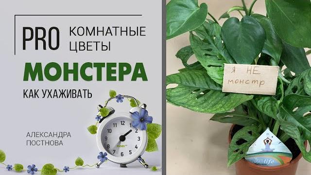 Комнатное растение монстера уход в домашних условиях| комнатные лианы | виды комнатных лиан Комнатное растение монстера уход в домашних условиях| комнатные лианы | виды комнатных лиан