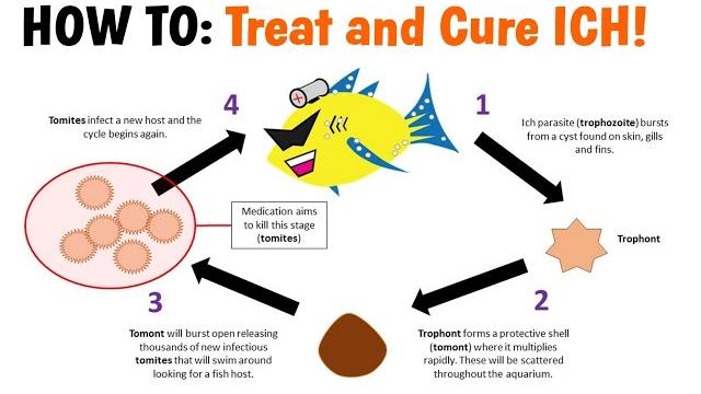 How to treat and cure ich (white spot disease) How to treat and cure ich (white spot disease)