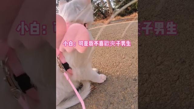 貓咪約會第一視角!橘:小白美女怎麼不理我呢,小白:sorry啊,我不喜歡穿船襪的夾子男生 #cat #cute #funny #shorts #cute #catshorts 貓咪約會第一視角!橘:小白美女怎麼不理我呢,小白:sorry啊,我不喜歡穿船襪的夾子男生 #cat #cute #funny #shorts #cute #catshorts
