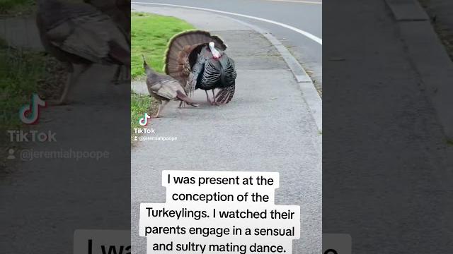 Turkey porn Turkey porn