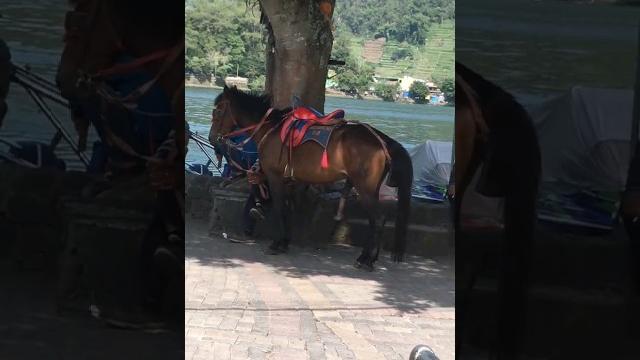 Penis kuda telaga sarangan Penis kuda telaga sarangan