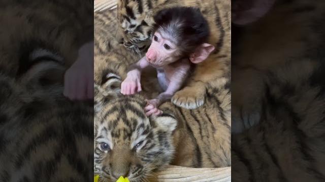 Степка самый храбрый в мире гамадрил, он спит на тиграх! Степка самый храбрый в мире гамадрил, он спит на тиграх!