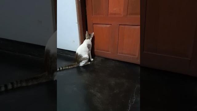 Kucing lagi ngintip#shorts Kucing lagi ngintip#shorts