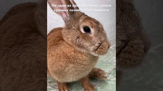 Кролик и гриб. #умка #rabbit #смехпродлеваетжизнь #прикол #милота #кролик #шуточное #кролик Кролик и гриб. #умка #rabbit #смехпродлеваетжизнь #прикол #милота #кролик #шуточное #кролик