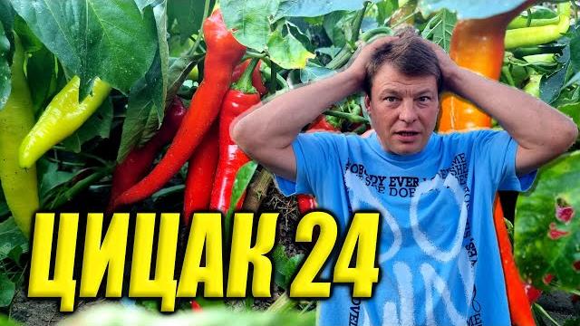 Высоко урожайный перец цицак Высоко урожайный перец цицак