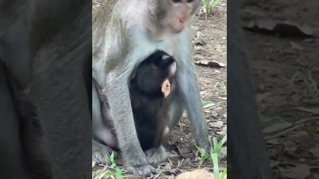 Breastfeeding #monkeylove #babymonkey #mom Breastfeeding #monkeylove #babymonkey #mom