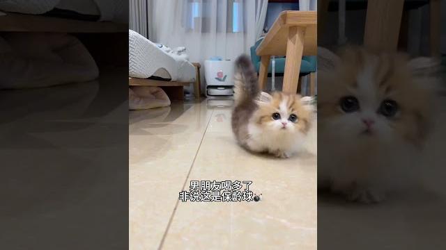 【#雪球日记】小猫:听我说谢谢你 #猫咪的迷惑行为 #曼基康矮脚 【#雪球日记】小猫:听我说谢谢你 #猫咪的迷惑行为 #曼基康矮脚