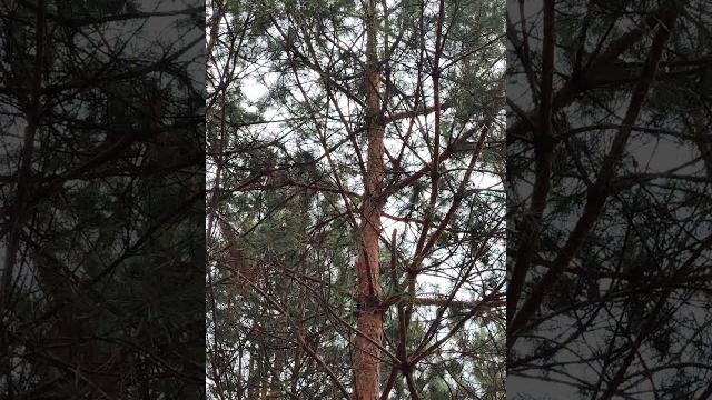 Дикие #птицы, сосновый лес и осень - #птица синица и природа 4k #parus bird on pine tree & nature Дикие #птицы, сосновый лес и осень - #птица синица и природа 4k #parus bird on pine tree & nature