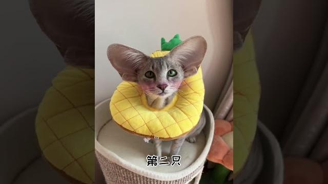 【#喵可酱】像这种大耳朵的猫,我还有6只~#铲屎官的乐趣 #大耳朵猫猫 【#喵可酱】像这种大耳朵的猫,我还有6只~#铲屎官的乐趣 #大耳朵猫猫