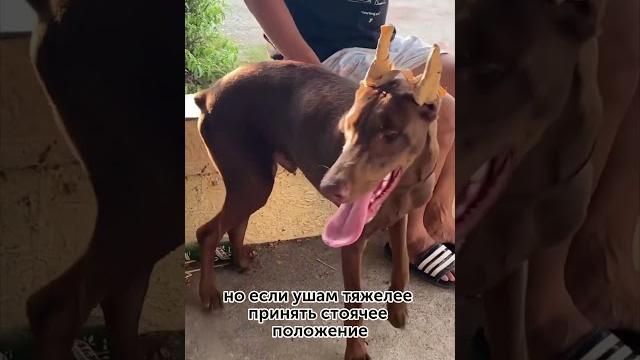 Зачем доберману заматывают уши? Зачем доберману заматывают уши?