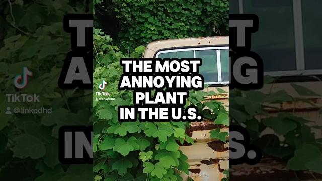 The most annoying plant in the u.s. kudzu vine #kudzuvine #plants #interestingfacts #nature The most annoying plant in the u.s. kudzu vine #kudzuvine #plants #interestingfacts #nature