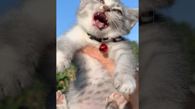 Funny cat laugh acumalaka #kucinglucu #kucing #kitten #funnycats Funny cat laugh acumalaka #kucinglucu #kucing #kitten #funnycats