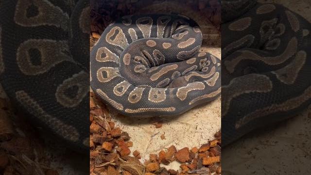 Big female ball python in pre-lay shed. eggs soon! #ballpython #petsnake #ballpythonbreeder Big female ball python in pre-lay shed. eggs soon! #ballpython #petsnake #ballpythonbreeder