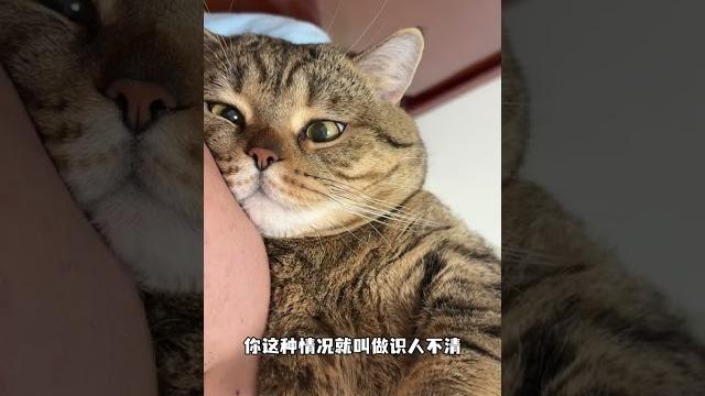 臭喵,我就不信你还不清醒猫咪的心思都写在脸上了 傻猫的日常 臭喵,我就不信你还不清醒猫咪的心思都写在脸上了 傻猫的日常