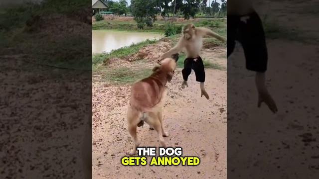 You'll never guess what happens next! monkey rides dog in the most unexpected way. #funny #monkey You'll never guess what happens next! monkey rides dog in the most unexpected way. #funny #monkey