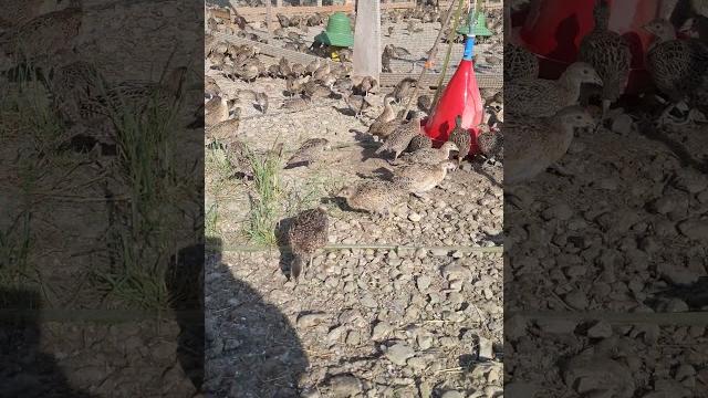Day 40 in the life of a pheasant. #gamekeeper #farming #hunting #conservation #pheasanthunting Day 40 in the life of a pheasant. #gamekeeper #farming #hunting #conservation #pheasanthunting