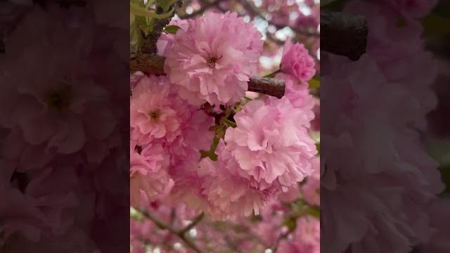Beautiful sakura#short Beautiful sakura#short