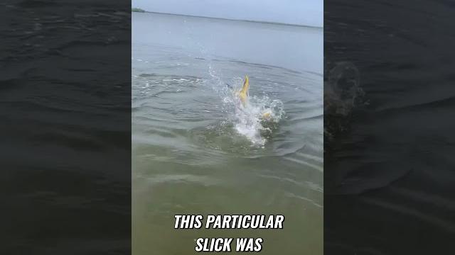 Stop and fish slicks Stop and fish slicks