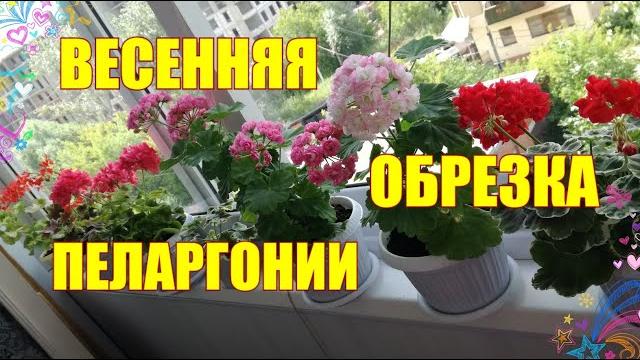 Весенняя обрезка пеларгонии Весенняя обрезка пеларгонии