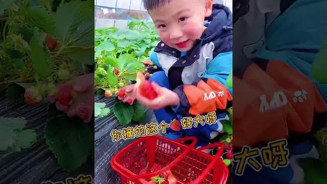 馋了好久的冰点草莓,今天终于和楚楚去摘草莓做啦!好好吃 #冰点草莓 #草莓 馋了好久的冰点草莓,今天终于和楚楚去摘草莓做啦!好好吃 #冰点草莓 #草莓