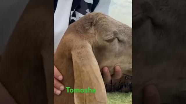 #cow #qoyxona #farm #mol #animals #qoylar #mollar #chorvaolami #farhoduz #bozorolami2023 #yakkatut #cow #qoyxona #farm #mol #animals #qoylar #mollar #chorvaolami #farhoduz #bozorolami2023 #yakkatut