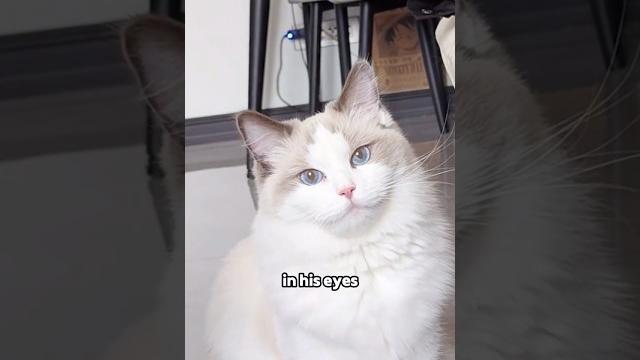 Huanhuan kept his promise #shortvideo #shorts #animals #cat #dog Huanhuan kept his promise #shortvideo #shorts #animals #cat #dog
