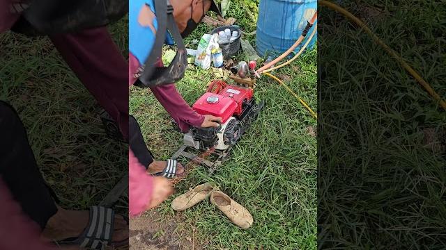 🟠🟠durian seedling spraying 🟠🟠durian seedling spraying