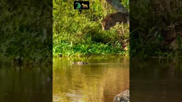 Jaguar jumping over a caiman Jaguar jumping over a caiman