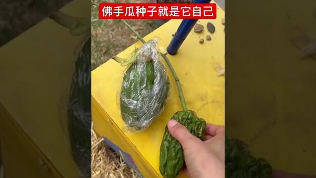 佛手瓜种子就是它自己 佛手瓜种子就是它自己