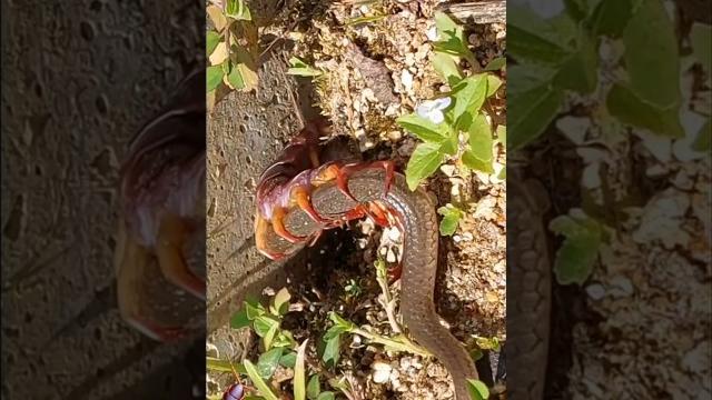 Snake x centipede Snake x centipede