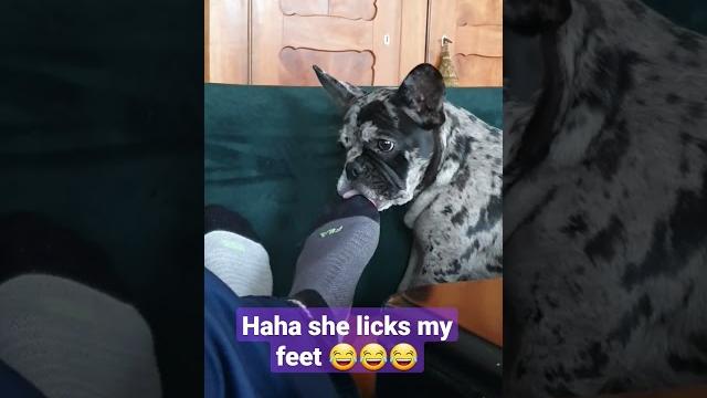 French bulldog licks my feet #shorts French bulldog licks my feet #shorts