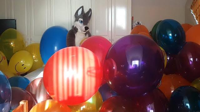 Playing and popping balloons in a fursuit part 1/9 Playing and popping balloons in a fursuit part 1/9